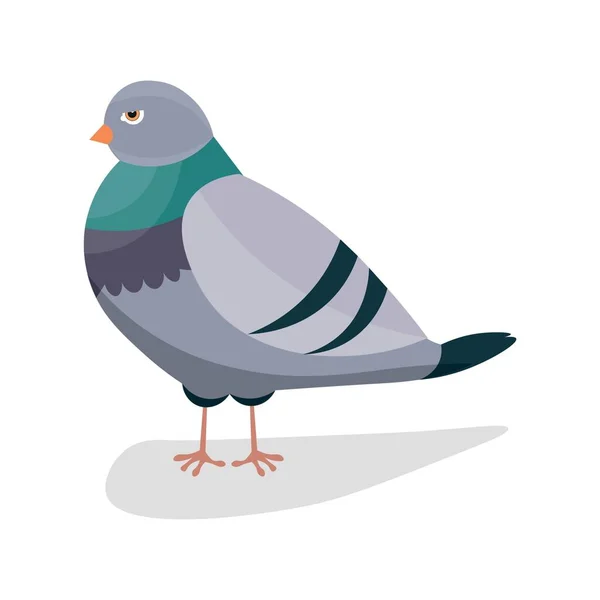 Pigeon Gris Sur Fond Blanc — Image vectorielle