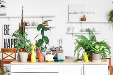 Different houseplants with gardening tools on table in kitchen
