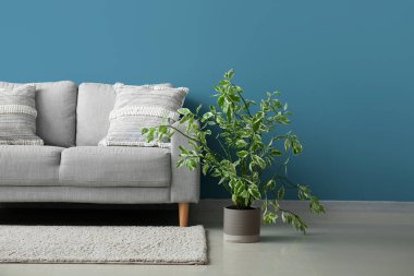 Stylish decorative pillows on cozy grey sofa near blue wall