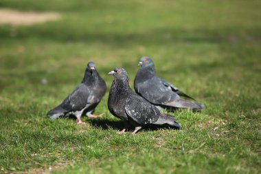 Yeşil çimenlikteki güvercinler