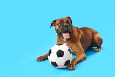 Mavi arka planda yatan futbol topuyla boksör köpeği