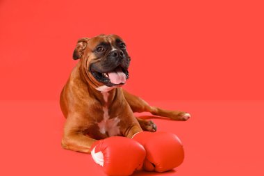 Kırmızı arka planda boks eldivenli boksör köpeği