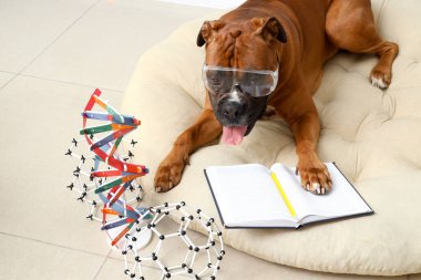 Koruyucu gözlüklü boksör köpeği, evcil hayvan yatağında defter ve moleküler modeller.