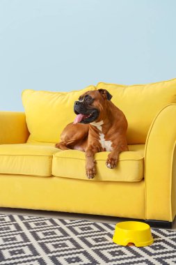 Boksör köpeği, sarı kanepede, ışık duvarının yanında yatıyor.