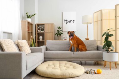 Boksör köpeği evdeki gri koltukta oturuyor.