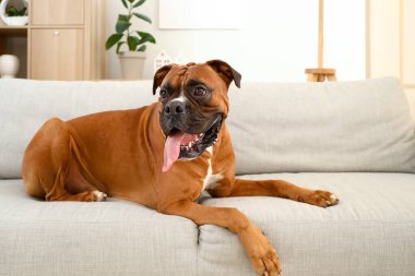 Boksör köpeği evdeki kanepede yatıyor.