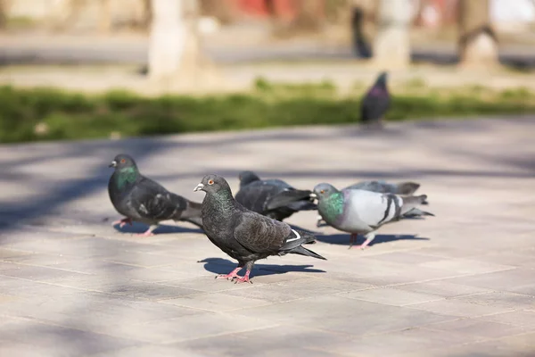 Gri Kaldırımda Güvercinler — Stok fotoğraf