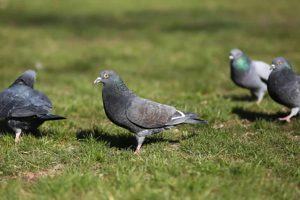 Pigeons Sur Herbe Verte Extérieur — Photo