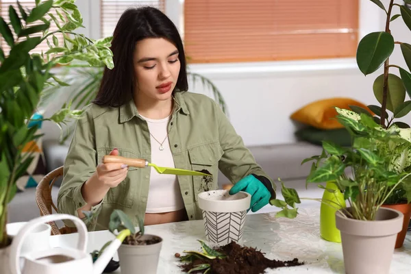 Young Woman Transplanting Green Houseplant Home — Stockfoto