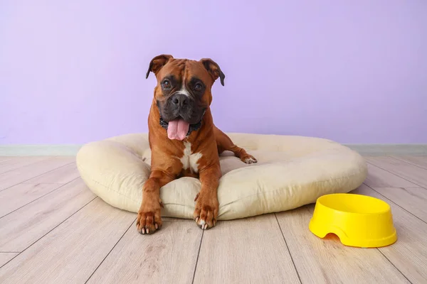 Anjing Boxer Dengan Mangkuk Tergeletak Tempat Tidur Hewan Peliharaan Dekat — Stok Foto