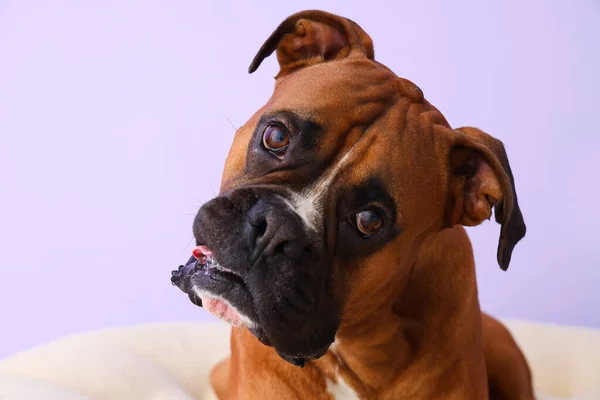 stock image Boxer dog on lilac background, closeup