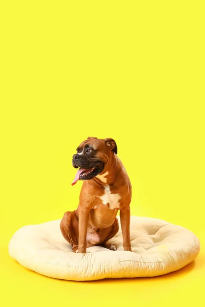 Boxer Pies Siedzi Łóżeczku Dla Zwierząt Domowych Żółtym Tle — Zdjęcie stockowe