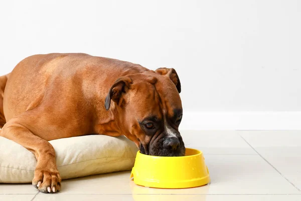 Boxer dog drinking water from bowl on pet bed near light wall