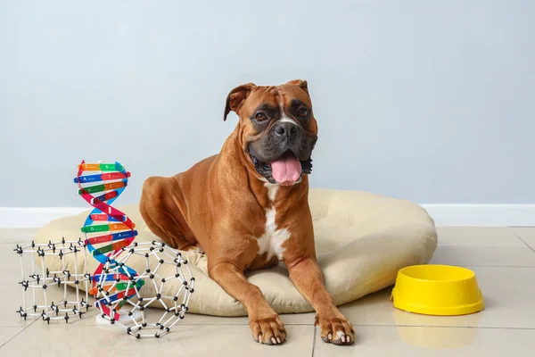 Boxer dog with molecular models lying in pet bed near light wall