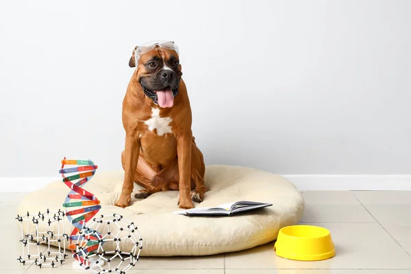 Boxer Cão Com Óculos Segurança Notebook Modelos Moleculares Cama Pet — Fotografia de Stock