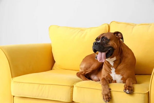 Boxer dog lying on yellow sofa near light wall