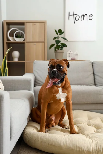 Bokser Hond Zittend Huisdier Bed Thuis — Stockfoto
