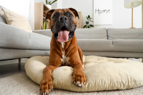 Anjing Boxer Terbaring Ranjang Hewan Peliharaan Rumah — Stok Foto