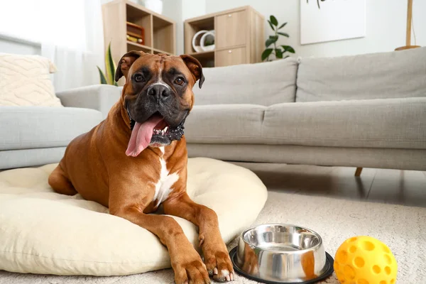 Boxer Dog Lying Pet Bed Home — Stock Photo, Image