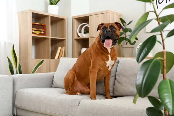 Boxer Hund Sidder Sofaen Derhjemme - Stock-foto