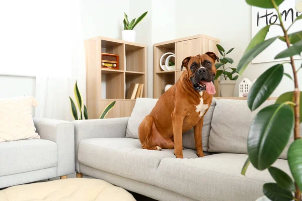 Boxer Hund Sidder Sofaen Derhjemme - Stock-foto