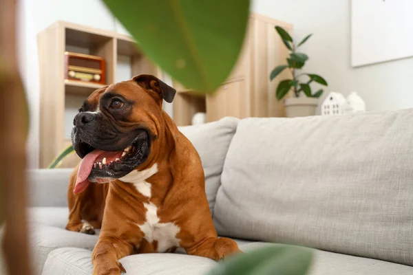 stock image Boxer dog lying on sofa at home