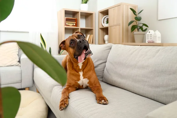 Boxer Dog Lying Sofa Home — Stock Photo, Image