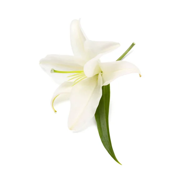 Bela Flor Lírio Isolado Fundo Branco — Fotografia de Stock