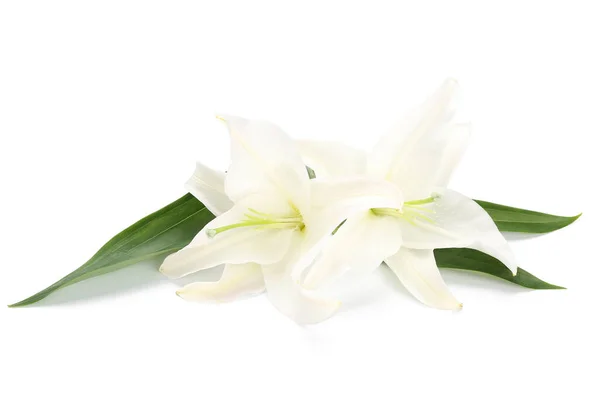 Όμορφα Λουλούδια Κρίνου Απομονωμένα Λευκό Φόντο — Φωτογραφία Αρχείου