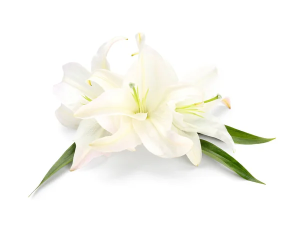 Красиві Квіти Лілії Ізольовані Білому Тлі — стокове фото