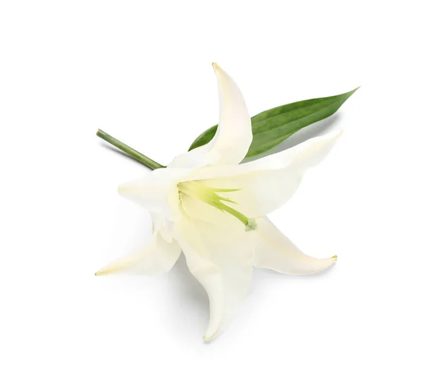 Delicate Lily Flower White Background — Stock Photo, Image