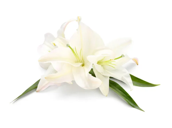 Gyönyörű Liliom Virágok Elszigetelt Fehér Háttér — Stock Fotó