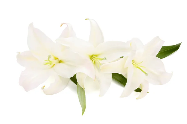 Gyönyörű Liliom Virágok Elszigetelt Fehér Háttér — Stock Fotó