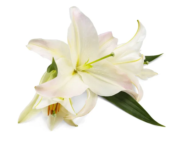 Λεπτά Λουλούδια Κρίνου Λευκό Φόντο — Φωτογραφία Αρχείου