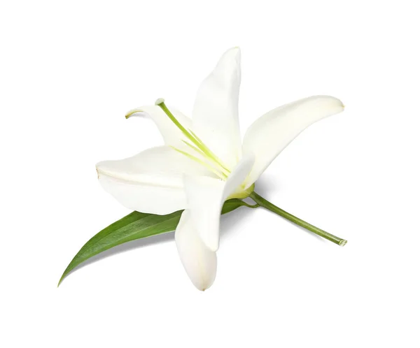 Delicate Lily Flower White Background — Stock Photo, Image