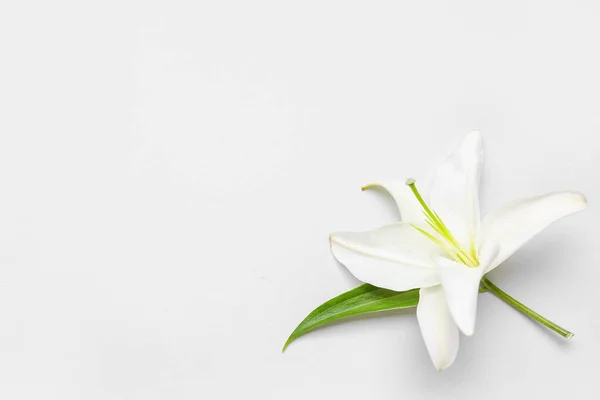 Jemné Lilie Květ Bílém Pozadí — Stock fotografie