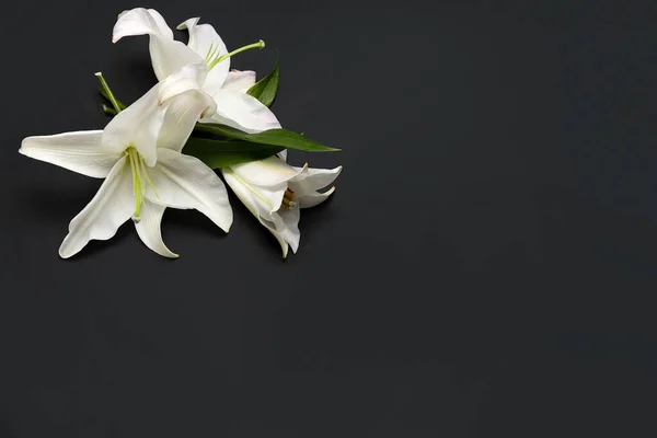 Bílá Lilie Květiny Tmavém Pozadí — Stock fotografie