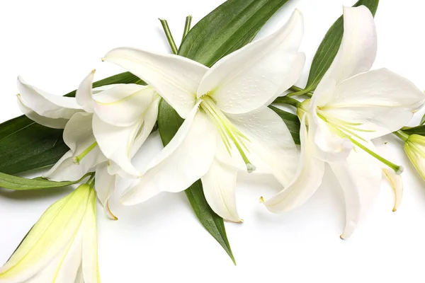 Composition Beautiful Lily Flowers White Background Closeup — Stock Photo, Image