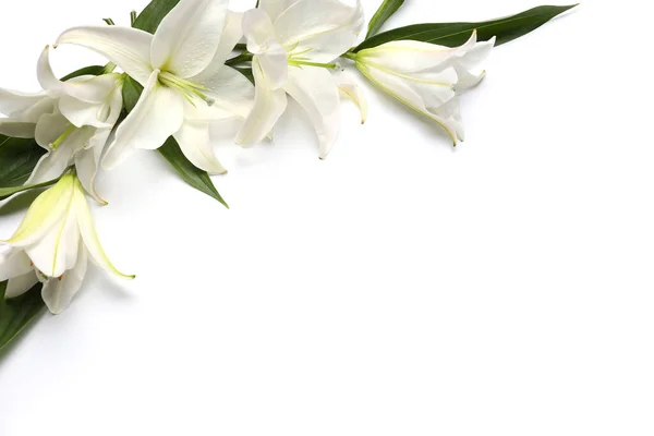 Kompozice Krásnou Lilie Květiny Bílém Pozadí — Stock fotografie