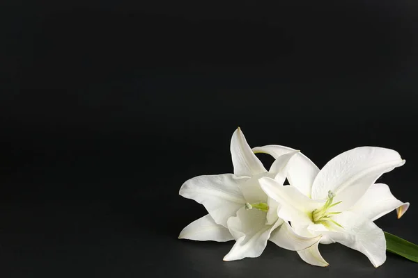 Delicadas Flores Lírio Fundo Escuro — Fotografia de Stock