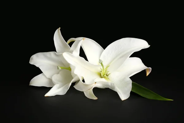 Delicate Lily Flowers Dark Background — Stock Photo, Image
