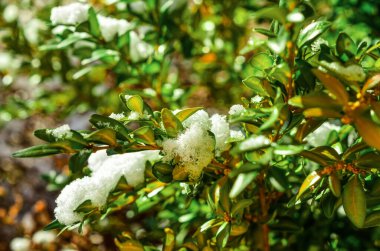 Plant branches covered with snow on winter day, closeup