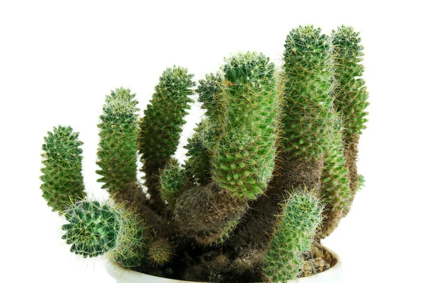 Pot Small Green Cactus White Background Closeup — 图库照片