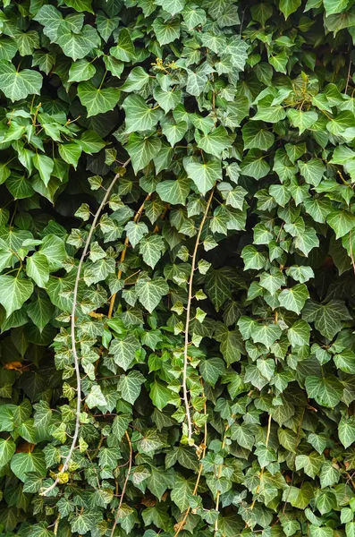 緑のツタの葉の屋外 クローズアップの眺め — ストック写真