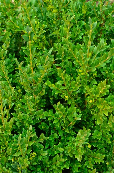 Plant Branches Green Leaves Outdoors Closeup — Stock Photo, Image