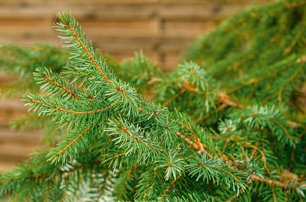 Evergreen Fir Branches Outdoors Closeup — Stock Photo, Image