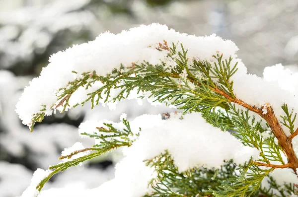 Coniferous Branches Covered Snow Forest Closeup — Stock Photo, Image
