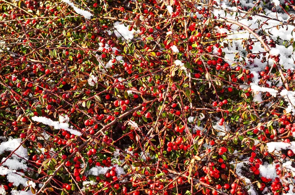 Növény Piros Bogyók Téli Napon Közelkép — Stock Fotó