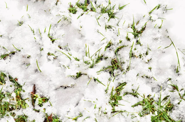 Green Grass Covered Snow Winter Day — Stock Photo, Image