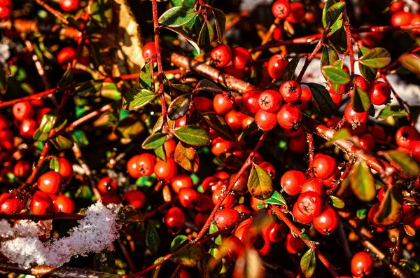 冬の日に赤い果実と雪のある植物 クローズアップ — ストック写真